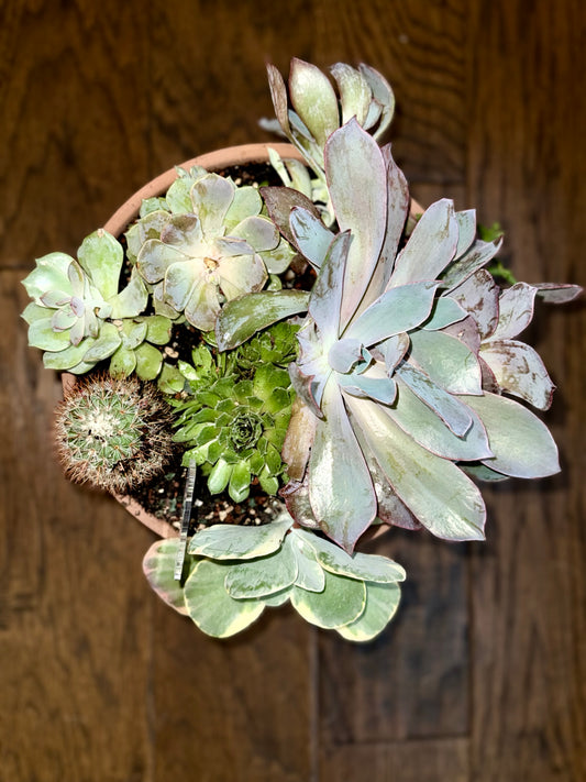 Sage & Stone