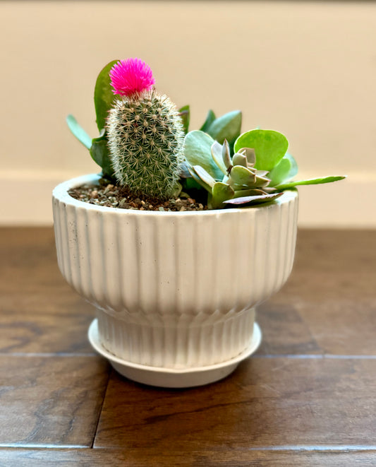 Cactus & Calm