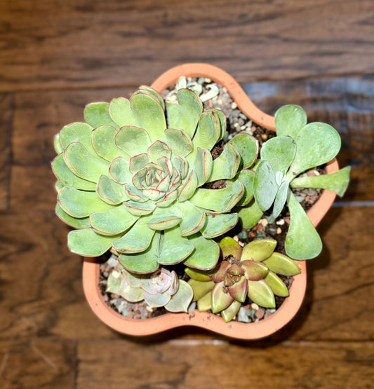 Modern Bloom