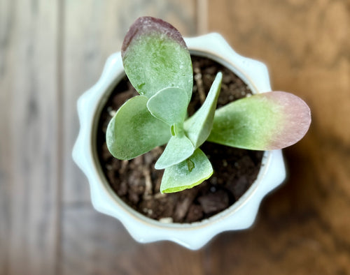 Mini Succulent Desk Plant (vase included)